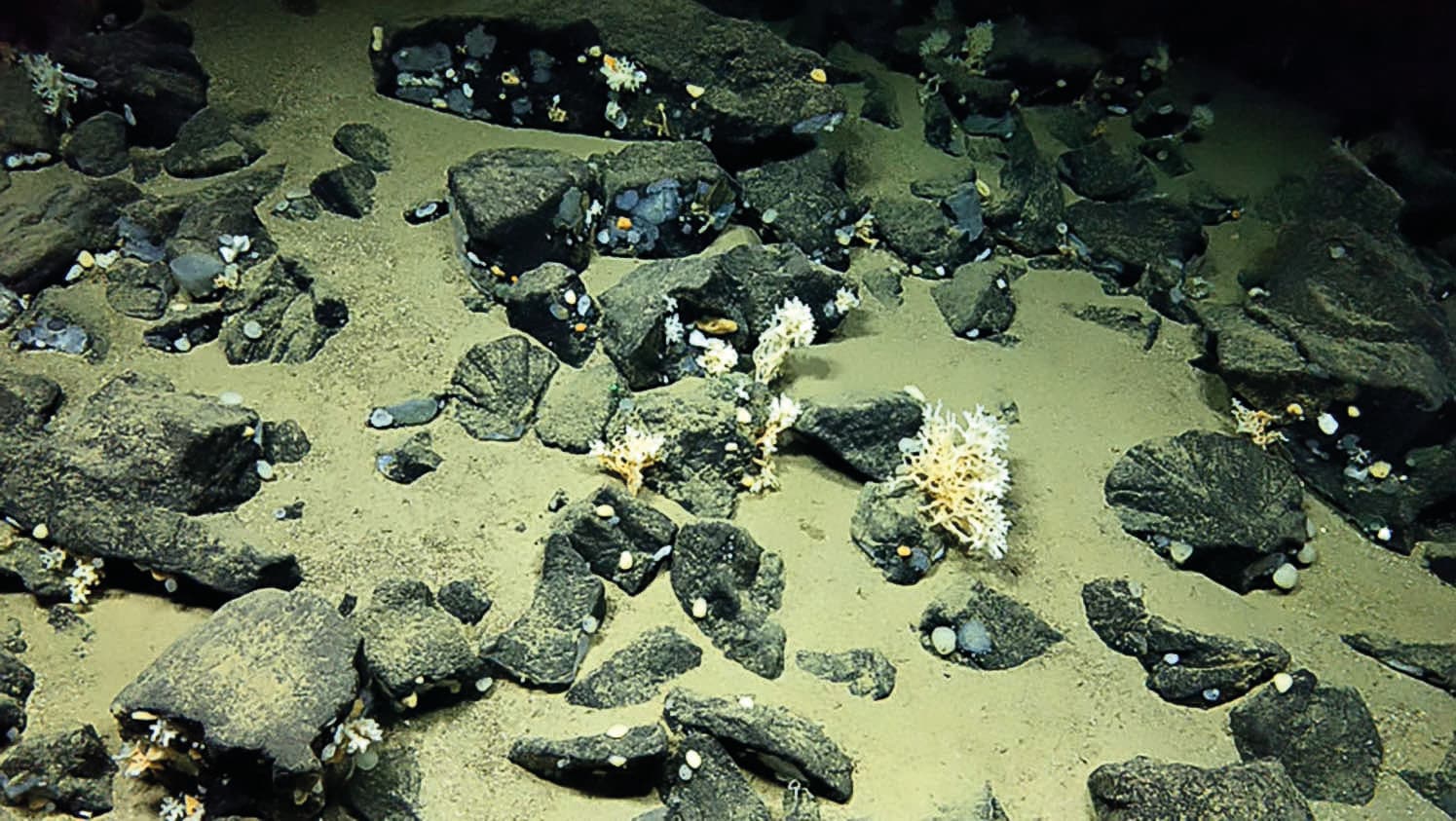 Knipovich Ridge The search for new species in the Arctic’s deep ocean ridges - WWF Arctic