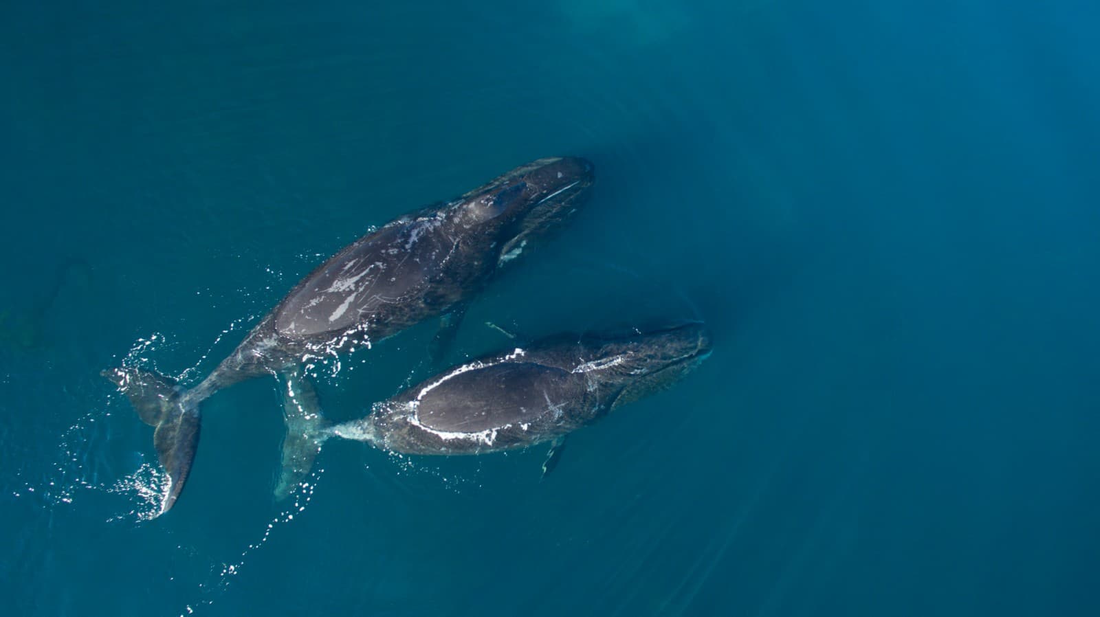 Bowhead whale | Behaviours - WWF Arctic