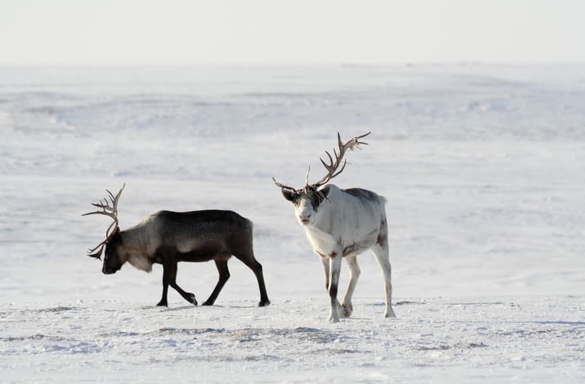 Arctic connected The Arctic’s Indigenous communities under threat