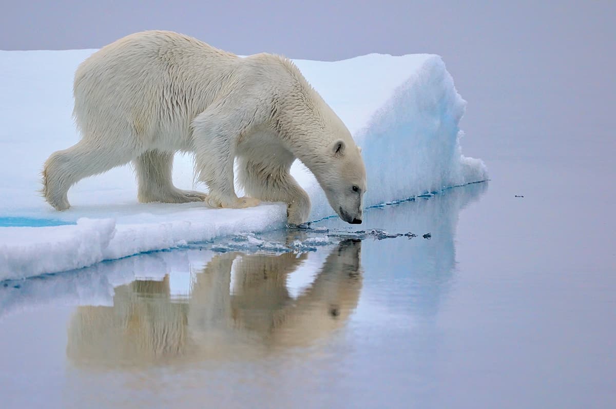 The Arctic WWF Arctic The arctic wwf arctic