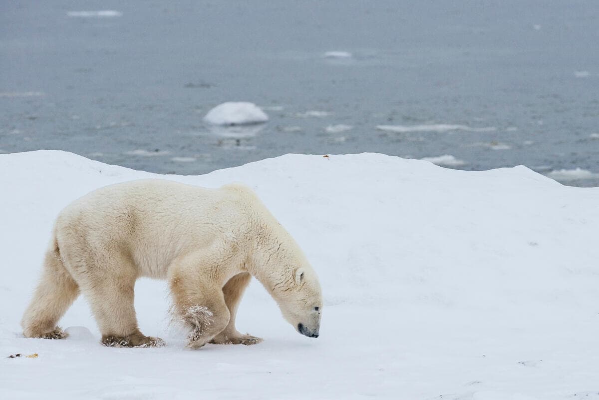 ArcNet - WWF Arctic